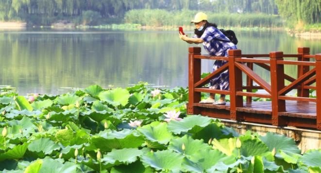 临沂荷花哪里最好,罗庄去哪里玩