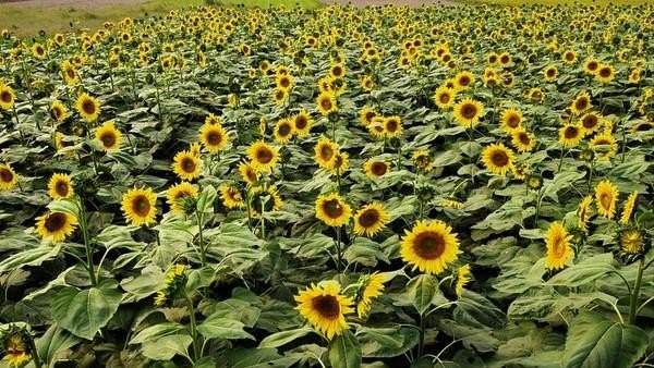 柳州夏天避暑最佳旅游地_柳州夏天哪好玩点