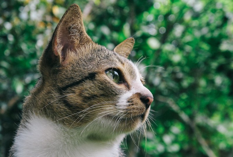 都江堰猫猫寺要门票吗，成都带猫咪去哪里玩